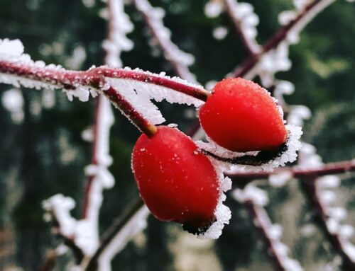 Preťažené ženy a cesta k vnútornému pokoju: Uvoľniť sa bez tlaku a dokonalosti.