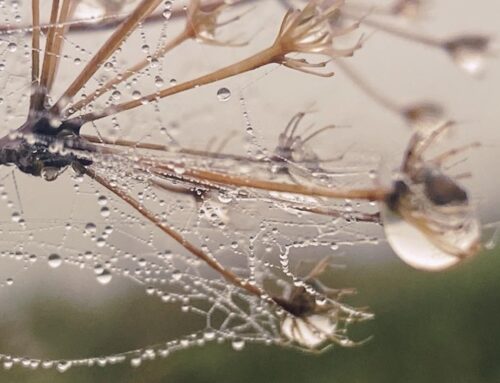 Neviditeľná hra : Keď sa narcistická manipulácia skrýva za masku obetavosti.